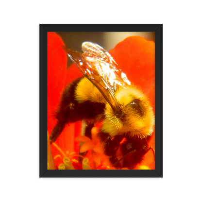 Nature Photographic Art Poster - Bee on Red Flower  - with Frame