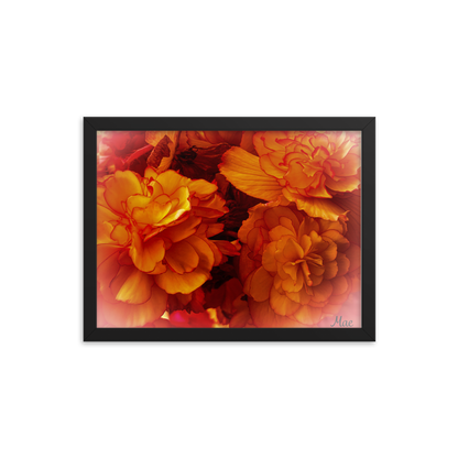 Nature Photographic Art Poster - Orange Begonia -  with Frame