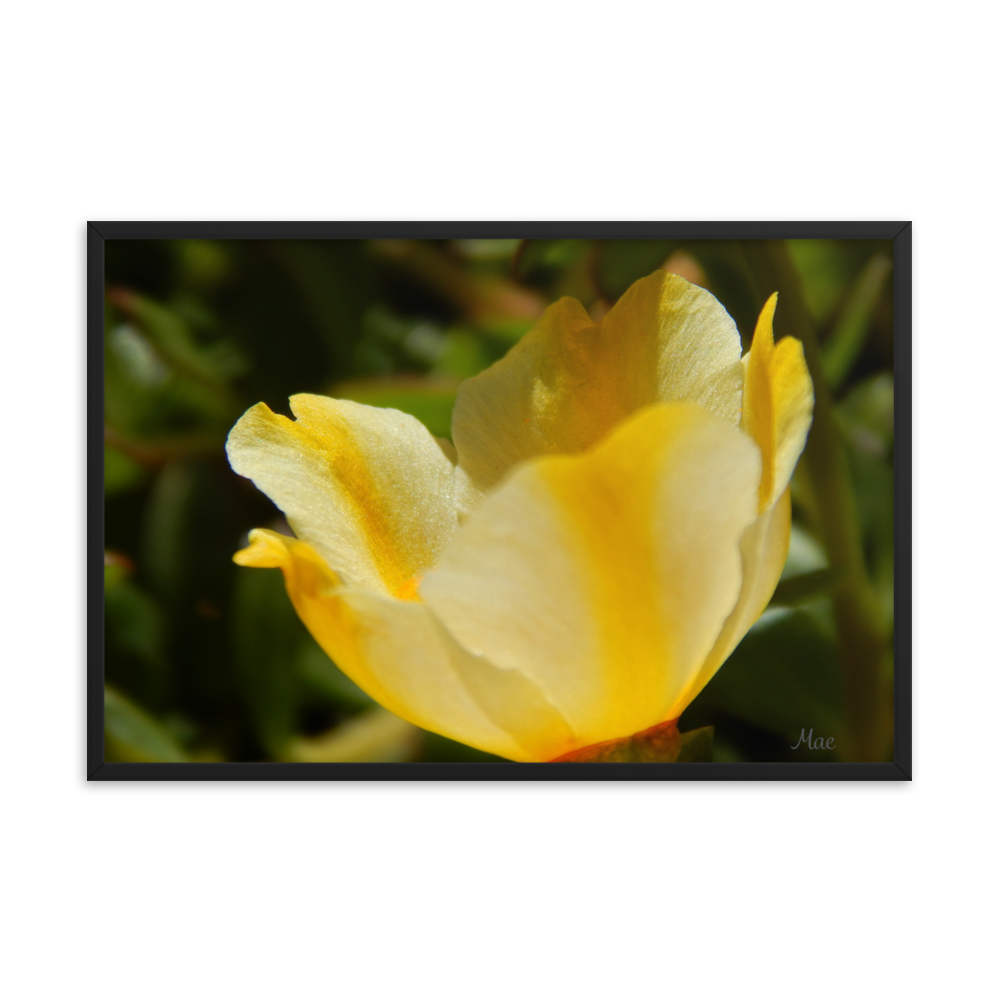 Nature Photographic Art Poster - Yellow Calibrachoa - with Frame