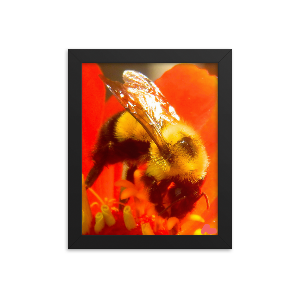 Nature Photographic Art Poster - Bee on Red Flower  - with Frame