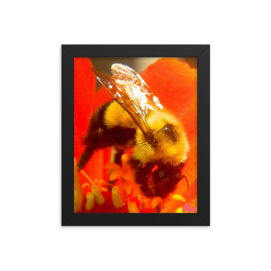 Nature Photographic Art Poster - Bee on Red Flower  - with Frame