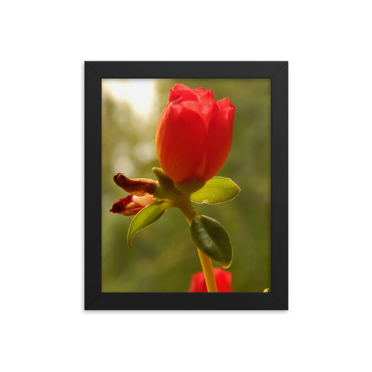 Nature Photographic Art Poster - Red Rose - with Frame