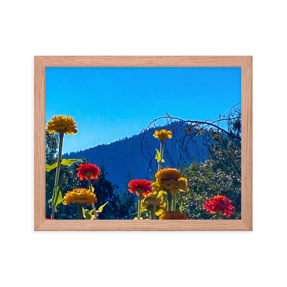 Nature Photographic Art Poster - Zinnias+Mountain - with Frame