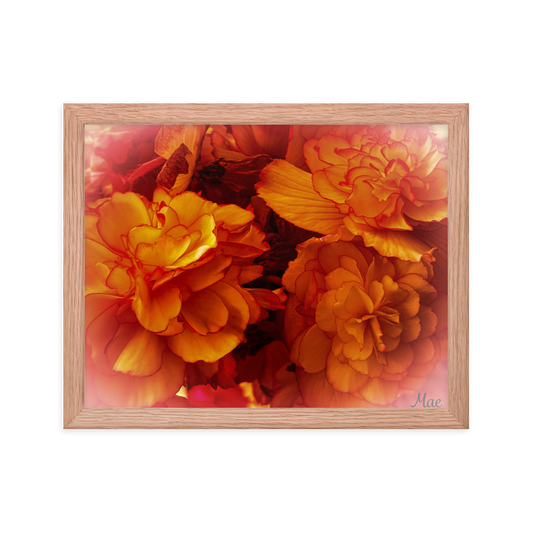 Nature Photographic Art Poster - Orange Begonia -  with Frame