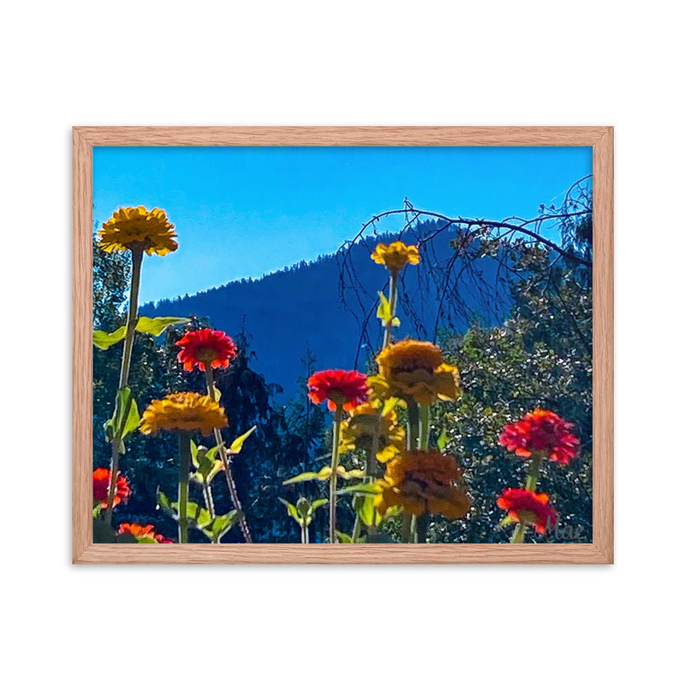 Nature Photographic Art Poster - Zinnias+Mountain - with Frame