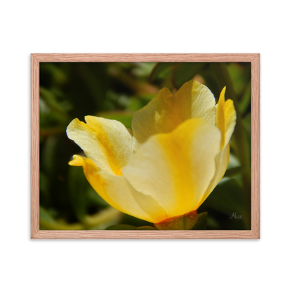 Nature Photographic Art Poster - Yellow Calibrachoa - with Frame