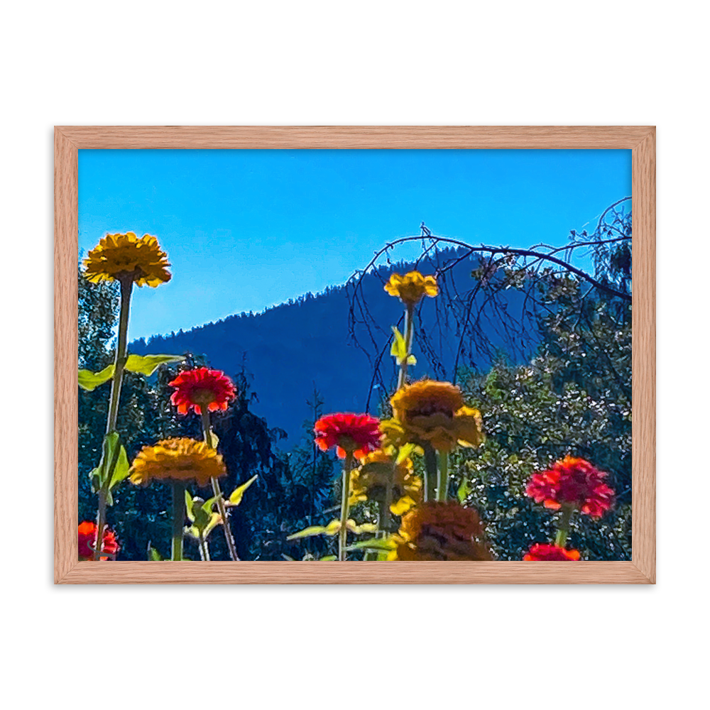 Nature Photographic Art Poster - Zinnias+Mountain - with Frame