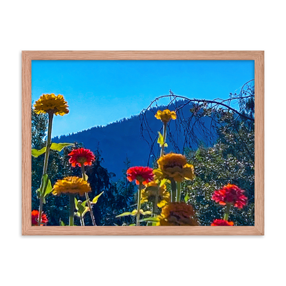 Nature Photographic Art Poster - Zinnias+Mountain - with Frame