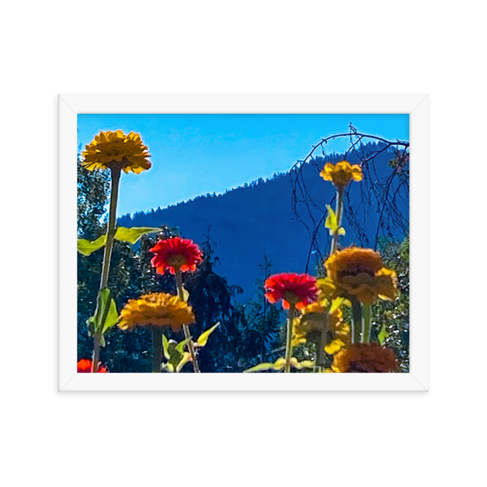 Nature Photographic Art Poster - Zinnias+Mountain - with Frame