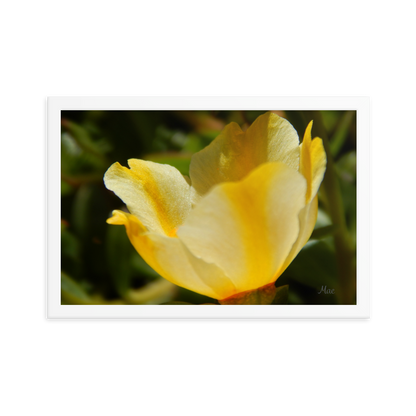 Nature Photographic Art Poster - Yellow Calibrachoa - with Frame