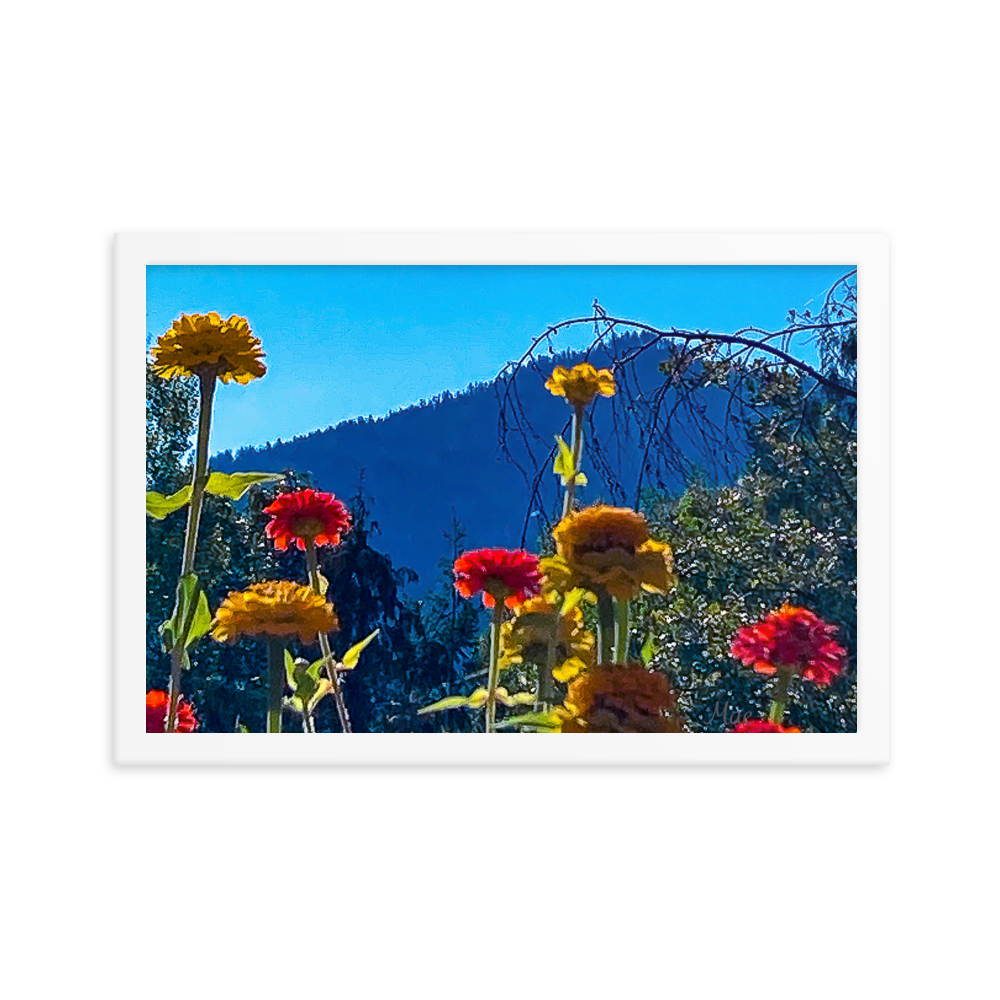 Nature Photographic Art Poster - Zinnias+Mountain - with Frame