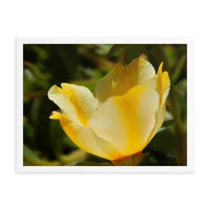 Nature Photographic Art Poster - Yellow Calibrachoa - with Frame