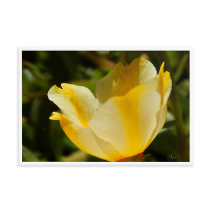 Nature Photographic Art Poster - Yellow Calibrachoa - with Frame