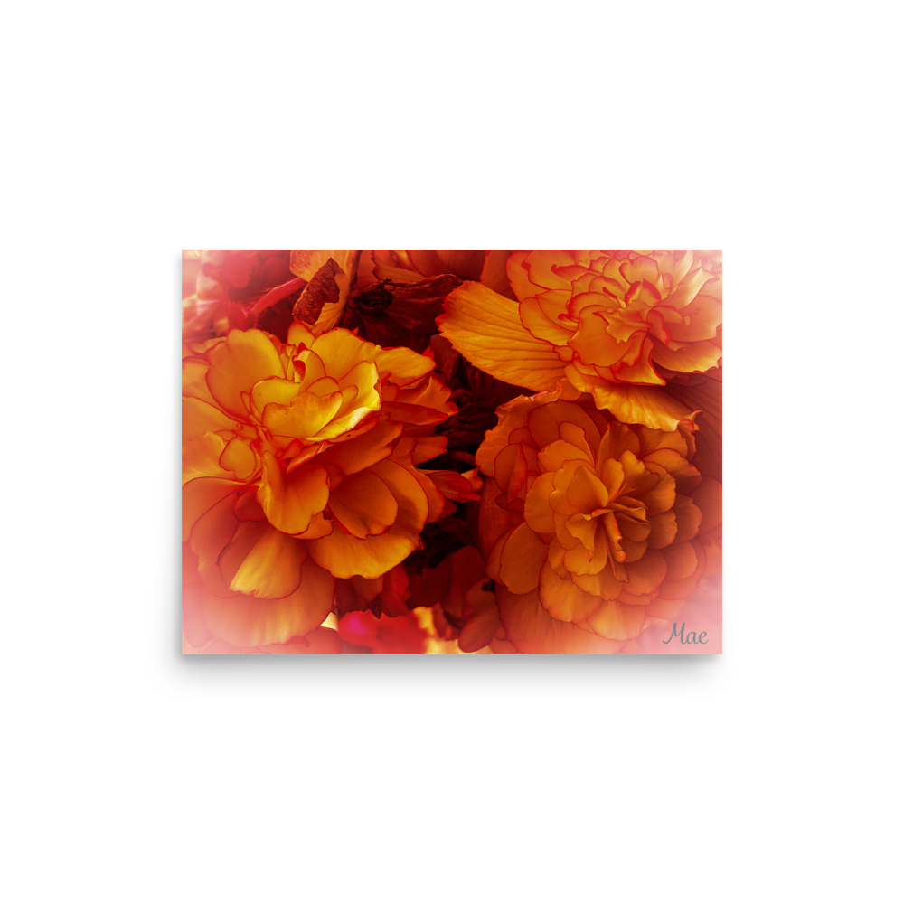 Nature Photographic Art Poster - Orange Begonia