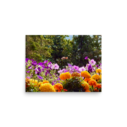 Nature Photographic Art Poster - Orange Marigolds and Purple Petunias with Hummingbird