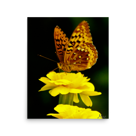 Nature Photographic Art Poster - Butterfly on Yellow Marigold