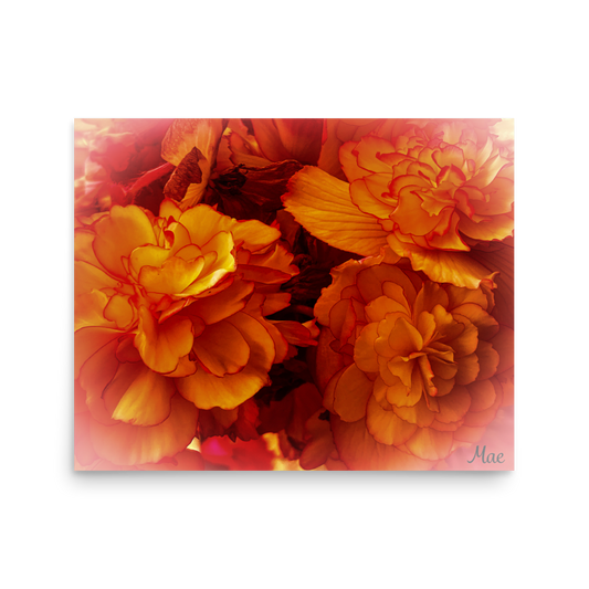 Nature Photographic Art Poster - Orange Begonia