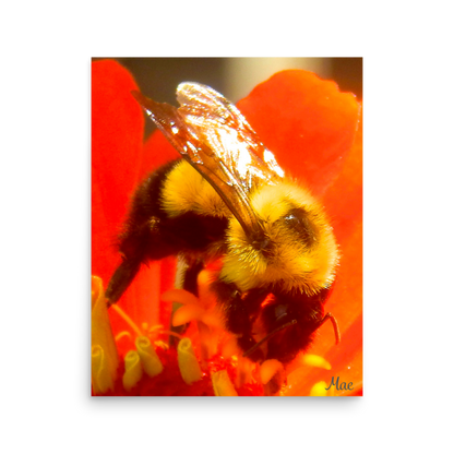 Nature Photographic Art Poster - Bee on Red Flower