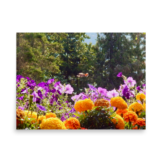 Nature Photographic Art Poster - Orange Marigolds and Purple Petunias with Hummingbird