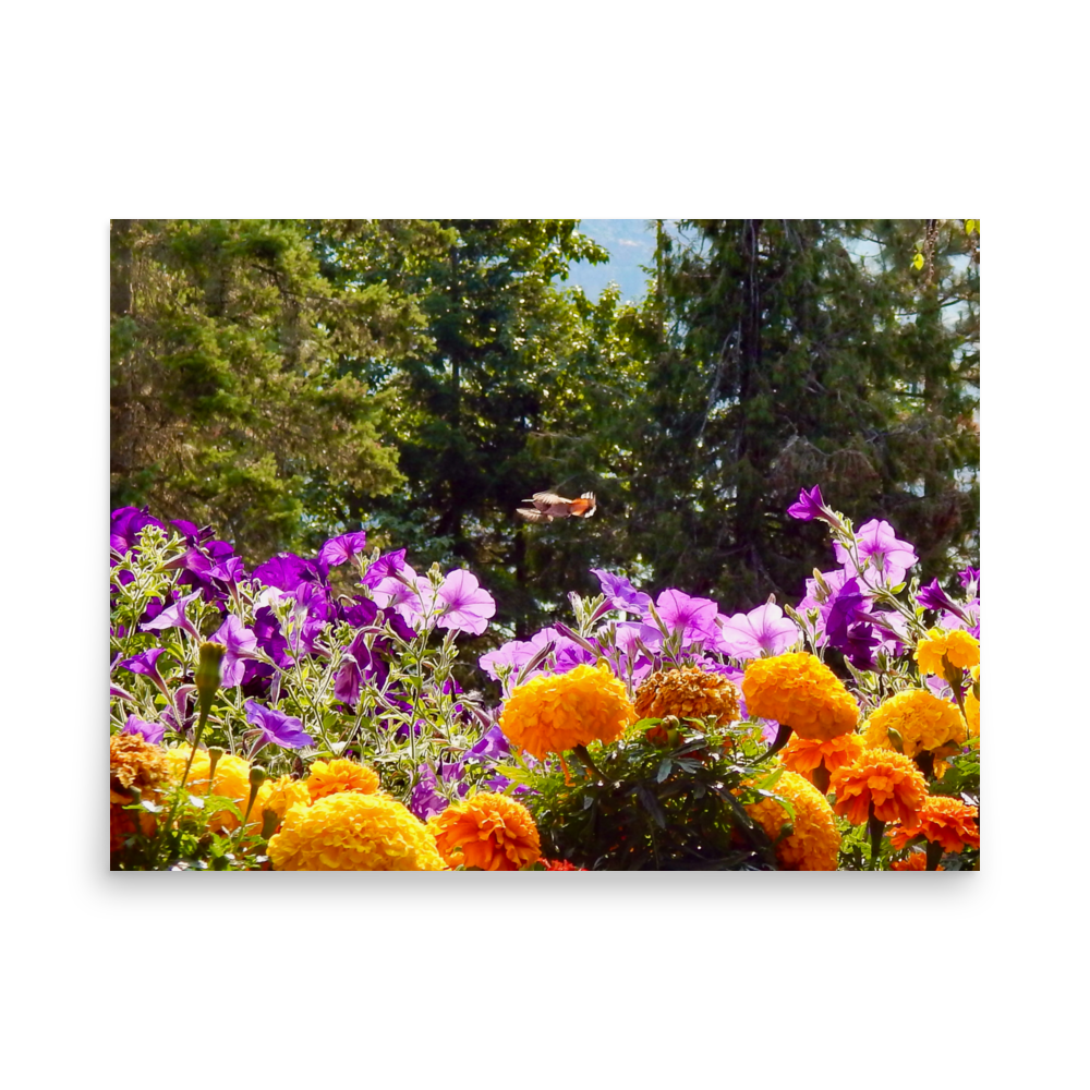 Nature Photographic Art Poster - Orange Marigolds and Purple Petunias with Hummingbird