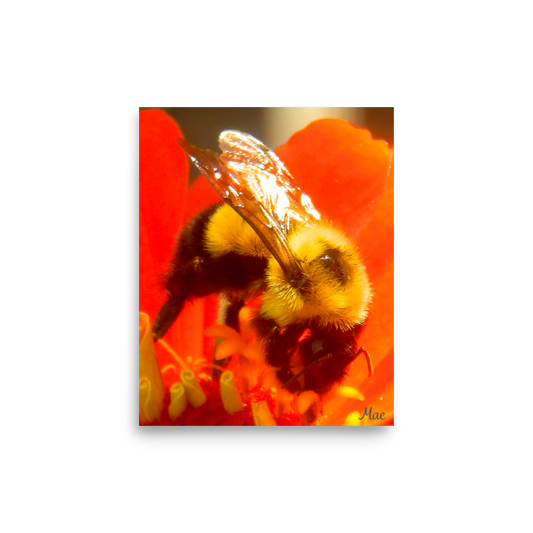 Nature Photographic Art Poster - Bee on Red Flower